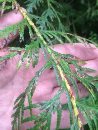 Image result for didymascella thujina