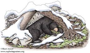 In the south, bears exhibit the same characteristics, only for shorter time periods. Surviving Hibernation It S A Bear