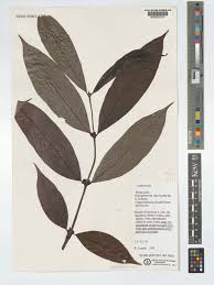 Image result for Polysphaeria