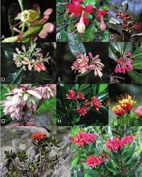 Image result for Belonophora