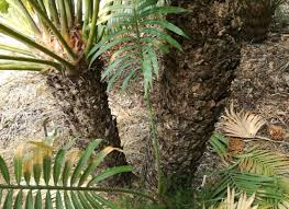 Image result for Cycas thouarsii