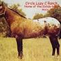 Profile Picture of Colida, Hall of Fame Appaloosa Stallion (@geocities.ws) on Google