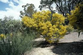 Image result for Acacia haematoxylon
