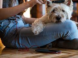 The australian labradoodle also requires varying degrees of grooming depending on their coat this is a great book for doing your own grooming or instructing your groomer on how to groom a if you want to clip the body of your doodle a real pair of good clipper from a brand like andis is needed. Best Dog Brushes We Tested In 2021