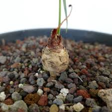 Image result for Euphorbia chevalieri