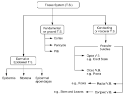 See a full comparison of 32 papers with code. Anatomy Of Flowering Plants Biology Neet Class Topperlearning