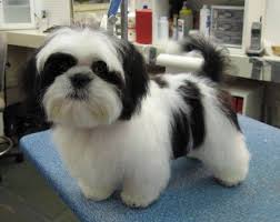 Shih Tzu Dog Black And Brown Black Shih Tzu Puppies Picture Frame Collection Shih Tzu Puppies Black And Brown 567x450 Jpg 567 450 Shih Tzu Puppy Shih Tzu Dog Shih Tzu Haircuts