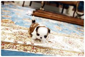 They can compete in agility, confirmation and obedience, often make wonderful therapy dogs, make the perfect companion or lap dog, very friendly and get along well with other dogs as well as small children.they. Teacup Shih Tzu For Sale Get The Best Discount Now