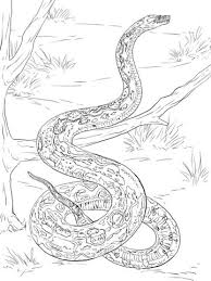 800x1281 king cobra snake coloring pages download and print for free. Parentune Free Printable Boa Constrictor Coloring Picture Assignment Sheets Pictures For Child