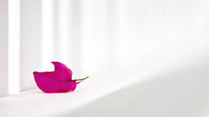 | see more snow white wallpaper, white wallpaper, pink white wallpaper, white flowers wallpapers, black white wallpaper, blue white wallpaper. 30 Elegant And Pure White Wallpapers White Background Hd 2560x1440 Wallpaper Teahub Io