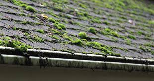 Actually, the dark streaks and stains that often pop up on roofs are caused. How To Kill Roof Moss