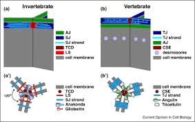The study of cells is called cell biology, cellular biology, or cytology. Tricellular Junctions A Hot Corner Of Epithelial Biology Sciencedirect