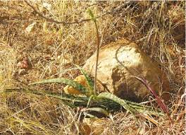 Image result for Aloe christianii