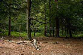 ✓ free for commercial use ✓ high quality images. 2 923 Woodland Clearing Photos Free Royalty Free Stock Photos From Dreamstime