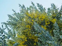 Image result for Acacia podalyriifolia