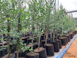 Image result for Apodytes dimidiata