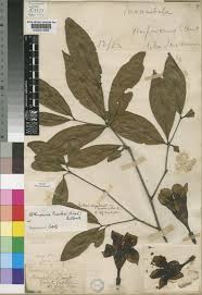 Image result for Rothmannia fischeri