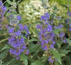 Image result for Caryopteris odorata