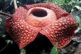 Peine perdue avec la rafflesia arnoldii (et toutes les rafflesia d'ailleurs puisqu'il en existe une quinzaine d'espèces) car il s'agit d'une plante parasite non chlorophyllienne (holoparasite). La Plus Grande Fleur Du Monde Et Qui Sent Tres Mauvais Decouverte En Indonesie