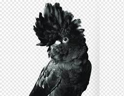 Only loon to leap into flight from water or land. Australia Bird Budgerigar Red Tailed Black Cockatoo Black Parrot Animals Black Hair Black White Png Pngwing
