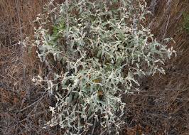 Image result for Croton kilwae