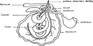 The small intestine recieves chyme from the stomach. E Anatomy Of The Digestive Tract The Small Intestine Is Long And Download Scientific Diagram