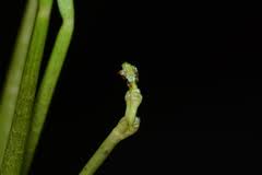 Image result for Wiesneria