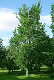 Image result for Ulmus