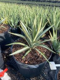 Image result for Agave sisalana