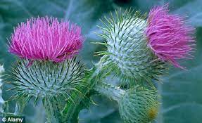 Thistle Do Nicely These Purple Plants Will Add Dramatic Beauty To Any Garden Daily Mail Online