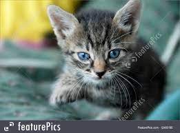 If you want to find people who. Pets Baby Cat Portrait Stock Image I2465195 At Featurepics