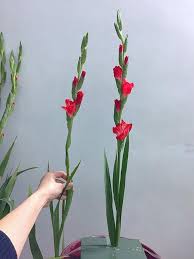 Tết đến xuân về ai ai cũng chuẩn lay ơn là một loài hoa đem lại nhiều may mắn cho gia chủ trong năm mới. Cach Cáº¯m Hoa DÆ¡n Ä'áº¹p Ngay Táº¿t Ä'on Tai Lá»™c Vao Nha