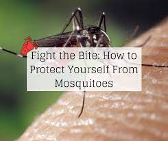 Our expert guide will show you how to get rid of mosquitoes off your. Fight The Bite How To Protect Yourself From Mosquitoes Knockout Pest Control