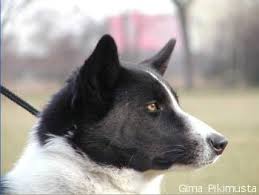 Image result for karelský medvědí pes