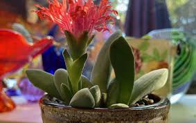 Image result for Euphorbia crebrifolia