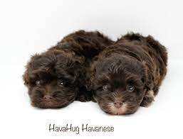 Stephan is the, aca, havanese you've been looking for! Havahug Havanese Puppies Havahug Havanese Puppies Of Michigan