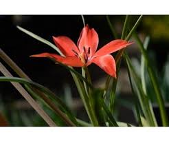 Maybe you would like to learn more about one of these? Buy Tulipa Linifolia Eco De Warande Strongbulbs Com