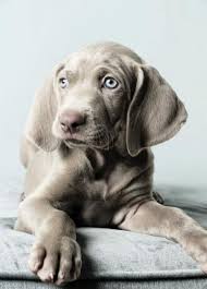 Wirehaired vizsla puppies for sale puli puppies for sale founded in 1884, the akc is the recognized and trusted expert in breed, health and training information for dogs. A Southern California Weimaraner Breeder Weimaraner Puppies Dog Snapchats Puppies