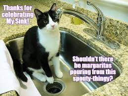 It is that time of the year to celebrate and eat tacos and burritos, drink tequila and listen to mariachi. Happy Cinco De Mayo Lolcats Lol Cat Memes Funny Cats Funny Cat Pictures With Words On Them Funny Pictures Lol Cat Memes Lol Cats