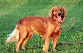 Welcome To Windy Knoll Goldens Breeders Of Akc Registered Golden Retriever Puppies Windy Knoll Golden Retrievers