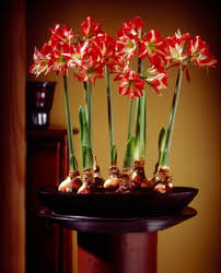 Image result for photos amaryllis