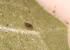 Bird Mites Vs Scabies