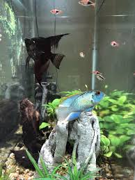 The electric blue acara has an unknown manmade origin, and the behavior cannot be predicted as readily. My Electric Blue Acara And Angel Seem To Be Good Buddies If You Have A Large Enough Tank These Two Freshwater Fish Pair Quite Nicely Aquarium