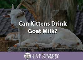 Mother cats do abandon their kittens. Can Kittens Drink Goat Milk Cat Kingpin
