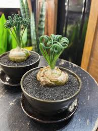 Image result for Albuca sp. no. 1