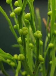 Image result for Psilotrichum patulum