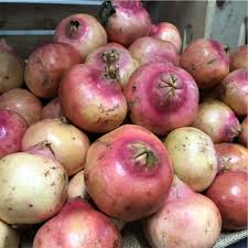 Even without the nutritious fruit, pomegranates are a beautiful tree that provide shiny green foliage, crimson blossoms, and stunning yellow. White Pomegranates Information And Facts