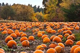 It S Decorative Gourd Genetics Season Muppet Huggers The Molecular Ecologist