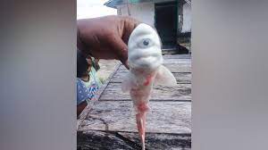 L Embryon Ne S Est Pas Bien Developpe Insolite Un Bebe Requin Cyclope Retrouve Par Des Pecheurs En Indonesie Imaz Press Reunion L Actualite De La Reunion En Photos