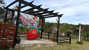 Jika anda berada di di pekan kundasang, selain dari war memorial park, strawberry dan rose garden juga merupakan taman yang menarik untuk dilawati. 47 Tempat Menarik Di Kundasang Sabah 2021 Eksplorasi Sabah